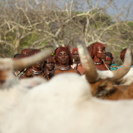 Hamer Women In Front Of The Bulls Celebrating Bull Jumping Ceremony, Omo Valley, Ethiopia
