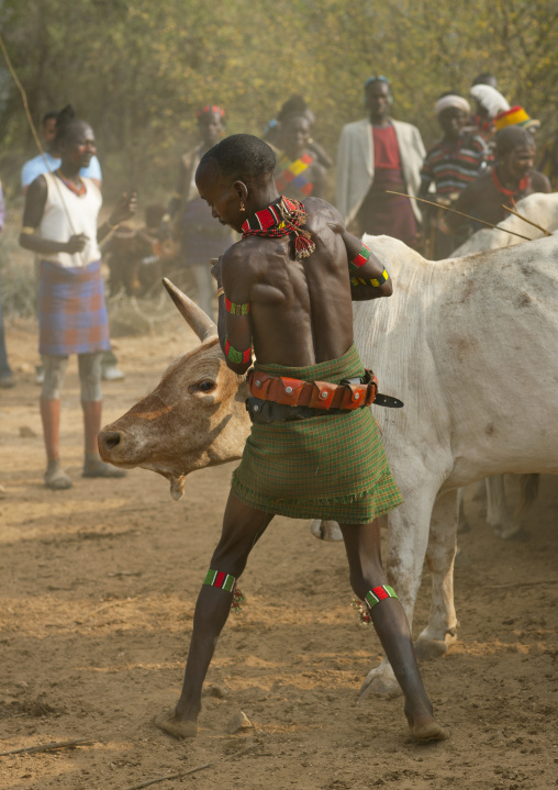 Hamer Tribe Men Bringing Cattle To 
Celebrate The Bull Leaping Ceremony, Omo Valley, Ethiopia