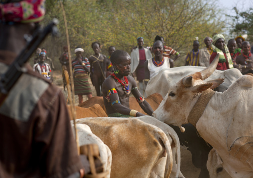 Hamer Tribe Men With Cattle During Bull Leaping Ceremony, Omo Valley, Ethiopia