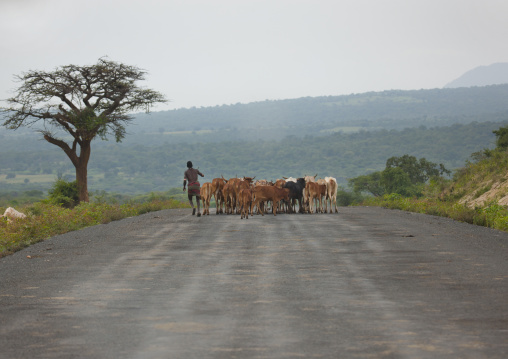Shepherd And Cattle On Coated Road Ethiopia