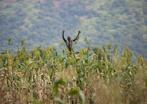 Mursi Man Monitoring Sorghum Field Omo Valley Ethiopia