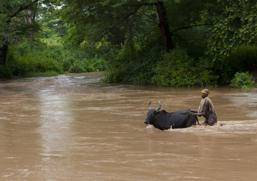 Bodi Man Crossing River With Buffalo Omo Valley Ethiopia