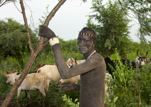 Bodi Bare Chest Man With Cattle Herd Omo Valley Ethiopia