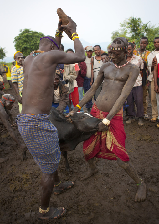 Bodi Man Banging A Cow Head In Order To Kill It During Kael Ceremony For New Year Celebration Omo Valley Ethiopia