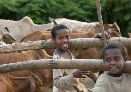 Two young boys in middle of cattle herd, Ethiopia