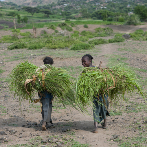 Young Girls Walking With Loads Of Green Straw On Back Ethiopia