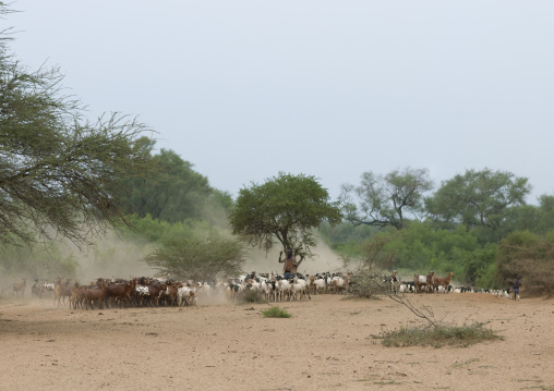 Cattle Herd Omo Valley Ethiopia