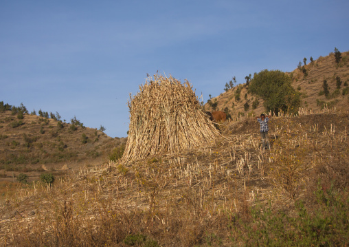 Man harvesting, Metehara, Ethiopia