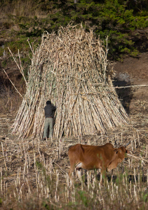 Man harvesting and cow watching, Metehara, Ethiopia