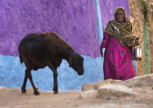 Old Woman And Sheep In Harar Old Town, Ethiopia