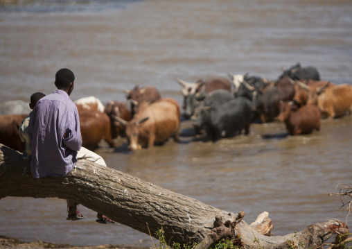 Rear view of a man watching the cattle crossing the zway lake, Ethiopia