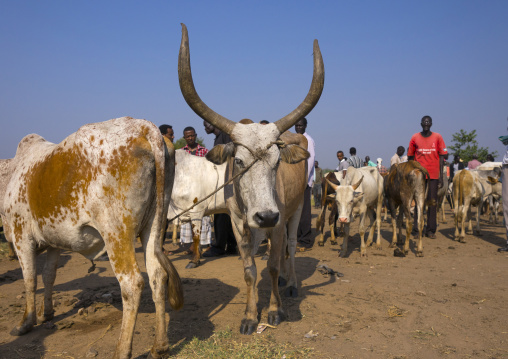 Nuer Tribe Livestock And Catlle Market, Gambela, Ethiopia