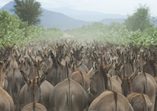 Herd Of Donkeys On The Road, Weito, Omo Valley, Ethiopia