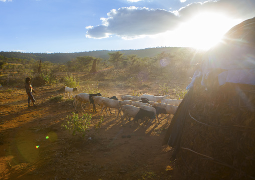 Boy Bringing His Sheeps I The Village, Olaraba, Ethiopia