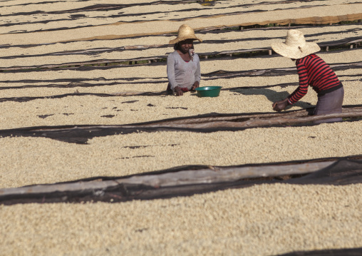 Workers In Front Of White Coffee Beans Drying In The Sun In A Fair Trade Coffee Farm, Jimma, Ethiopia