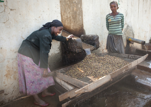 White Coffee Beans Washed In A Fair Trade Coffee Farm, Jimma, Ethiopia