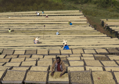 Workers In Front Of White Coffee Beans Drying In The Sun In A Fair Trade Coffee Farm, Jimma, Ethiopia