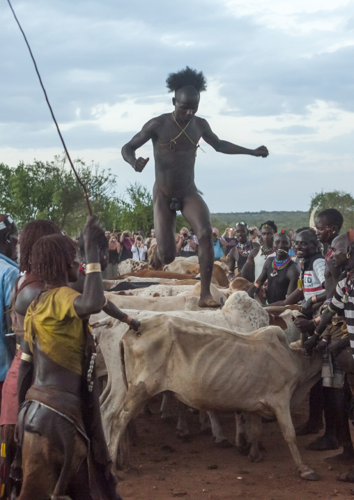 Bashada Tribe Man Jumping Above Cows During A Bull Jumping Ceremony, Dimeka, Omo Valley, Ethiopia