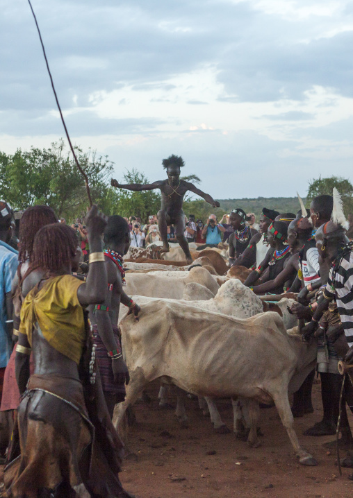 Bashada Tribe Man Jumping Above Cows During A Bull Jumping Ceremony, Dimeka, Omo Valley, Ethiopia