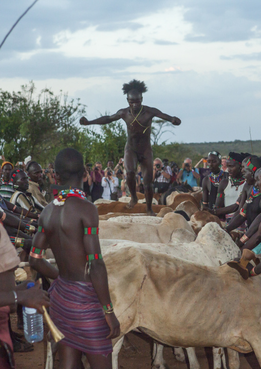Bashada Tribe Man Jumping Above Cows During A Bull Jumping Ceremony, Dimeka, Omo Valley, Ethiopia