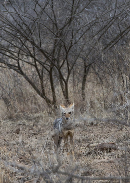 Fox In Awash Park, Awash, Ethiopia