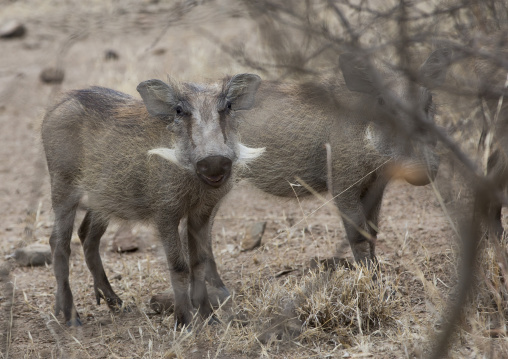 A Group Of Warthogs, Phacochoerus Aethiopicus, In Awash Park, Ethiopia