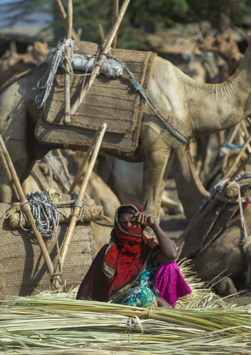 Assayta Camel Market, Afar Region, Ethiopia