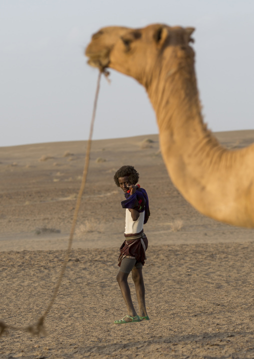 Camel Caravan In Danakil Desert, Assayta, Ethiopia