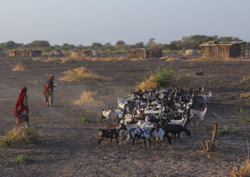 Afar Tribe People With Their Goats, Afambo, Ethiopia