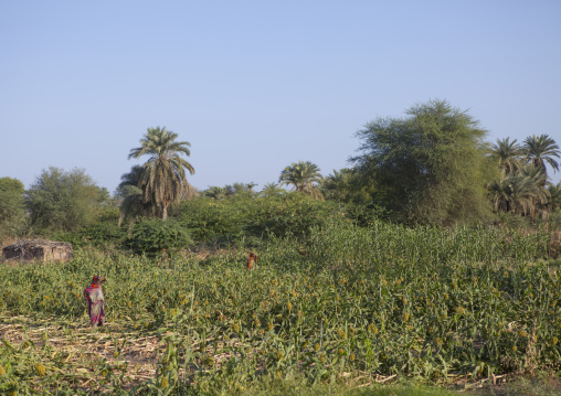 Fields From Afar Tribe Around Afambo, Ethiopia