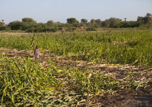 Fields From Afar Tribe Around Afambo, Ethiopia