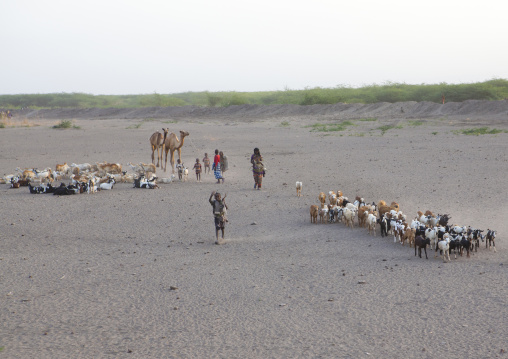 Camels And Goats In Danakil Desert, Assayta, Ethiopia