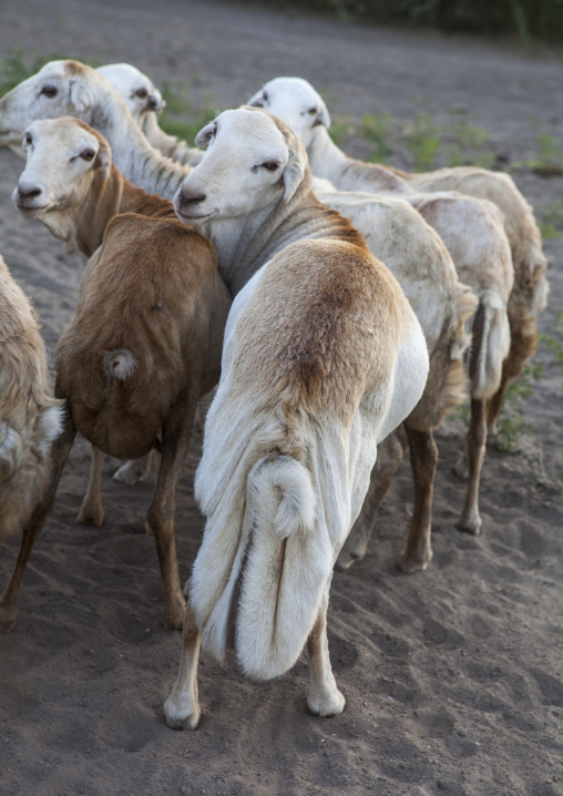 Sheep With Long Tail In Market, Assyata, Ethiopia