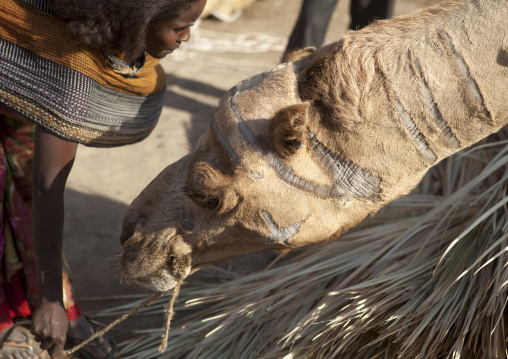 Assayta Camel Market, Afar Region, Ethiopia
