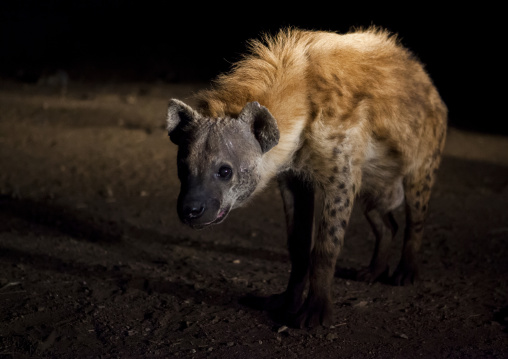 Hyenas Feeding Show, Harar, Ethiopia
