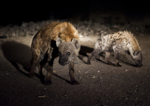 Hyenas Feeding Show, Harar, Ethiopia