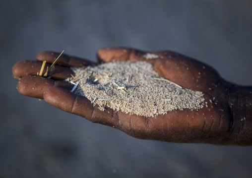 Tef Seeds In A Hand, Dila, Ethiopia