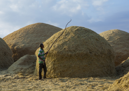 Harvest Season In Dila, Ethiopia