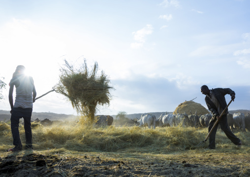 Harvest Season In Dila, Ethiopia
