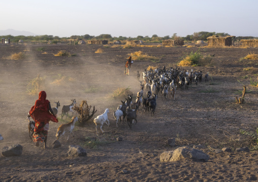 Afar Tribe People With Their Goats, Afambo, Ethiopia