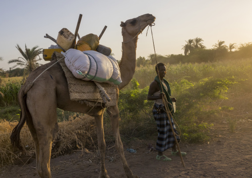 Afar Tribe Man With His Camels, Afambo, Ethiopia