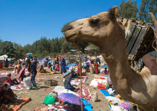 Camel on the oinons market, Oromo, Sambate, Ethiopia