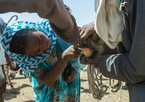 Woman checking the teeth of a donkey in the market, Oromo, Sambate, Ethiopia