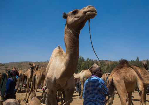 Man presenting his camels for sale in the camel market, Oromo, Sambate, Ethiopia