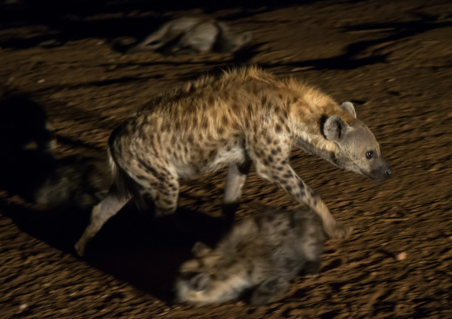 Hyenas running away in the night, Harari region, Harar, Ethiopia