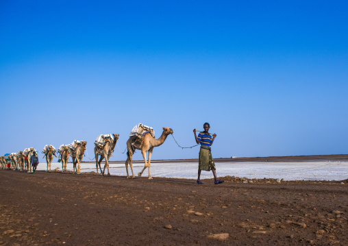 Afar tribe man camel caravans carrying salt blocks in the danakil depression, Afar region, Dallol, Ethiopia