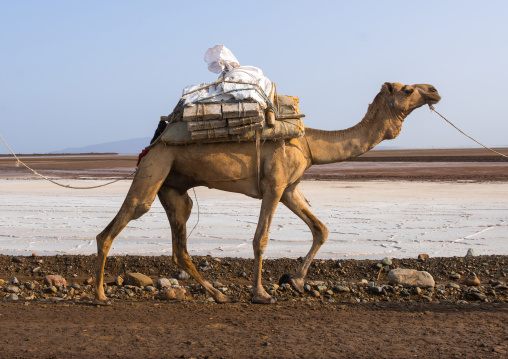 Camel caravans carrying salt through the danakil depression, Afar region, Dallol, Ethiopia