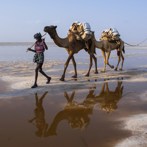 Camel caravans carrying salt blocks in the danakil depression, Afar region, Dallol, Ethiopia