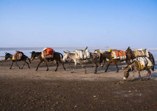 Donkeys caravan in the salt lake, Afar region, Dallol, Ethiopia