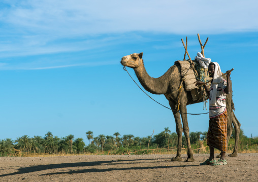 Afar tribe man with his camel in front of palm trees, Afar region, Afambo, Ethiopia